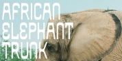 African Elephant Trunk font download