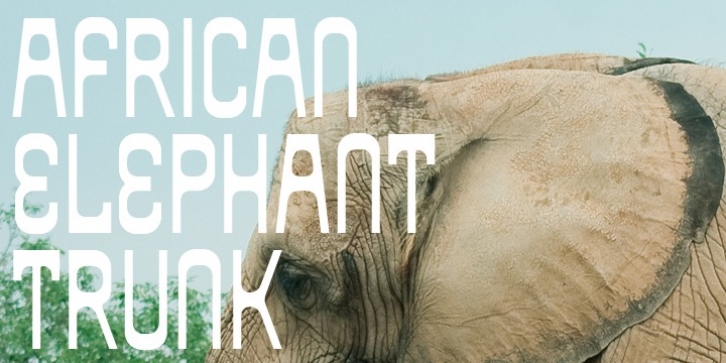 African Elephant Trunk font preview