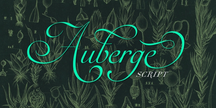 Auberge Script font preview