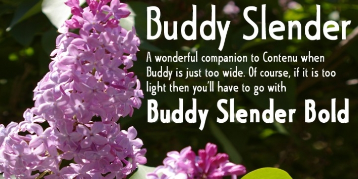 Buddy Slender font preview