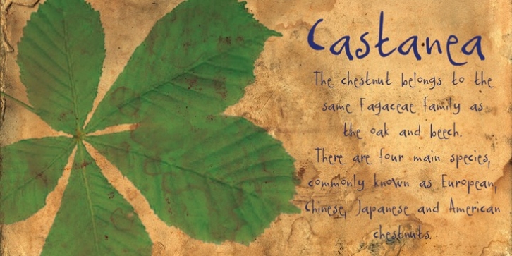 Castanea font preview