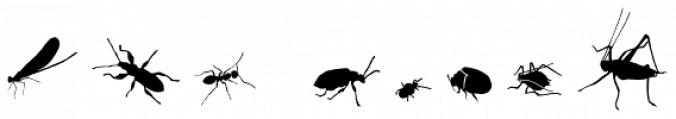 Insects Font Preview