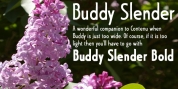 Buddy Slender font download